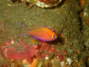 Thumbnail of post image 072