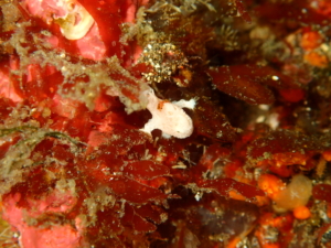 Thumbnail of post image 150