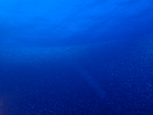 Thumbnail of post image 144