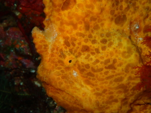 Thumbnail of post image 009
