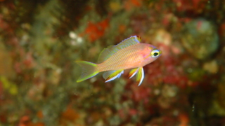 Thumbnail of post image 077