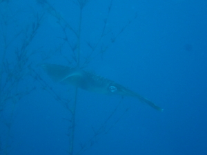 Thumbnail of post image 006