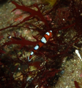 Thumbnail of post image 062