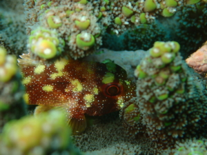 Thumbnail of post image 030