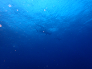 Thumbnail of post image 107