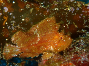 Thumbnail of post image 197