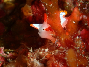 Thumbnail of post image 126