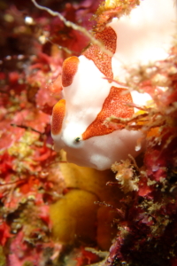Thumbnail of post image 155