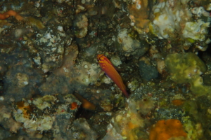 Thumbnail of post image 075