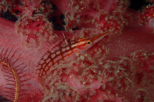 Thumbnail of post image 005