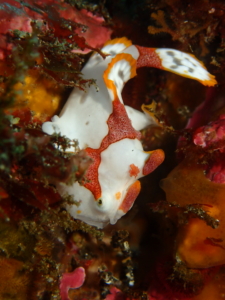 Thumbnail of post image 135