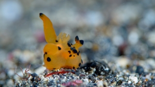 Thumbnail of post image 159