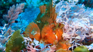 Thumbnail of post image 070