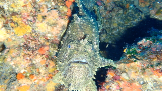 Thumbnail of post image 141