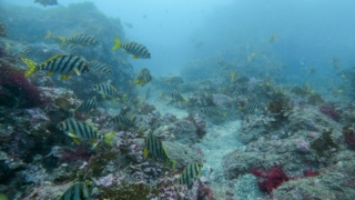 Thumbnail of post image 084