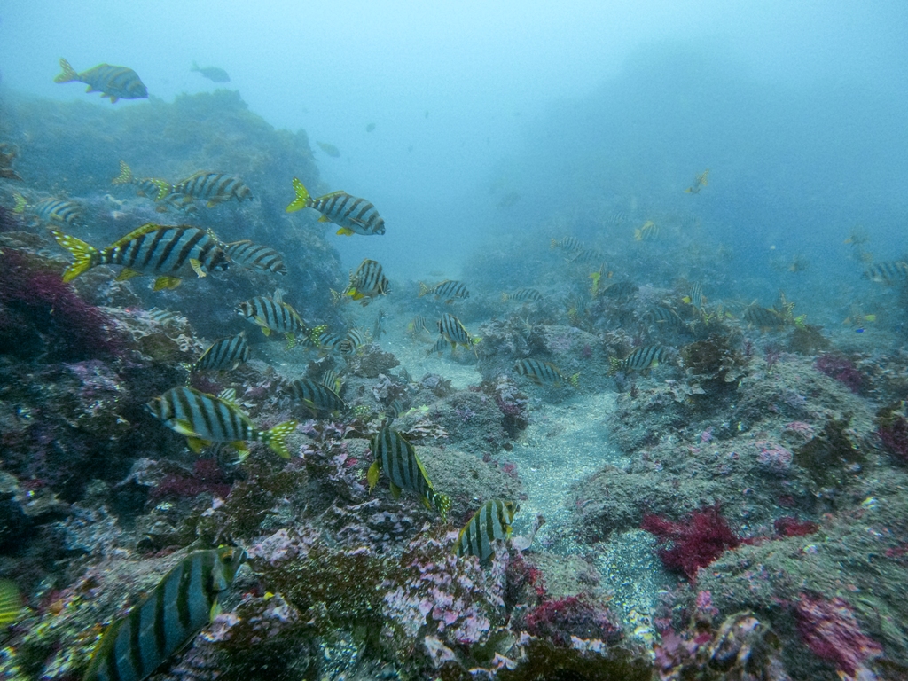 ケイカイのタカノハダイがなんかずっとたくさんいる