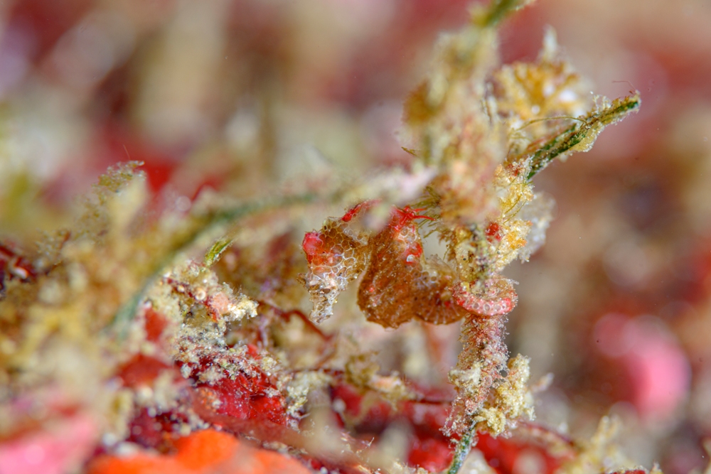 最近ハチジョウタツが増えているみたいです