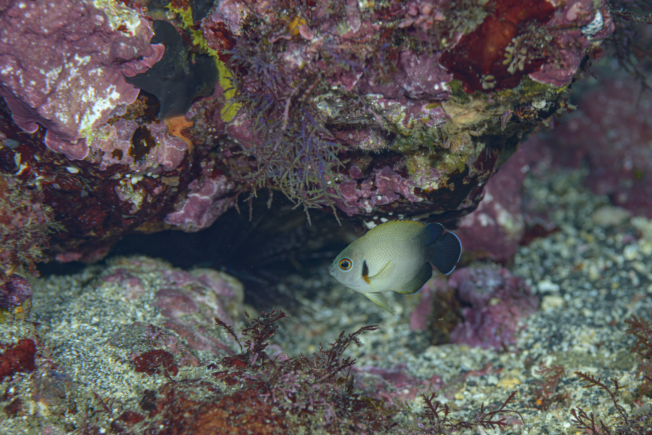 ナメラヤッコっていうらしい