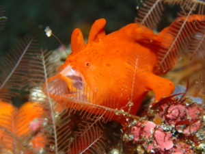 Thumbnail of post image 072