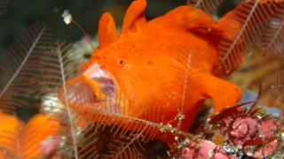 Thumbnail of post image 184