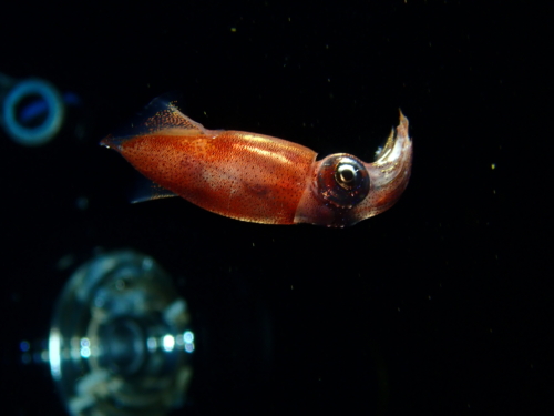 秋の浜で4日連続ライトトラップ！