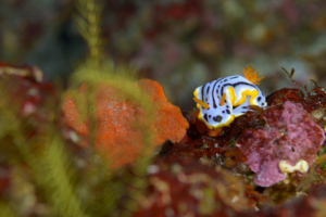 Thumbnail of post image 078