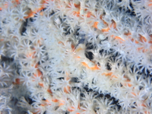 Thumbnail of post image 142