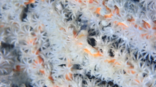 Thumbnail of post image 018