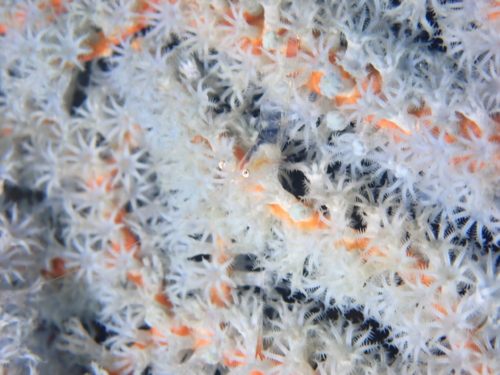 第11回伊豆大島海中フォトコンテスト開催中です。