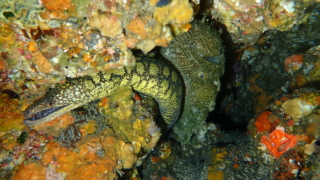 Thumbnail of post image 137